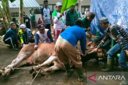 Panitia kurban Masjid Agung Sungailiat salurkan ribuan paket daging