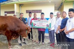 Sapi kurban bantuan Presiden di Bangka berbobot 918 kilogram