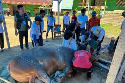 Sapi kurban Presiden di Kendari dibagikan ke 333 warga