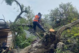 BPBD Aceh Besar Imbau masyarakat waspadai pohon tumbang