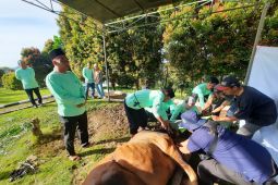 PGE Ulubelu salurkan 39 hewan kurban untuk masyarakat Tanggamus