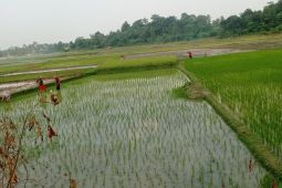 Petani Lebak gunakan pompa air untuk hadapi kekeringan