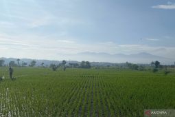 Pemkab Garut menargetkan produksi padi 816.860 ton pada 2025