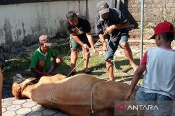 23.194 hewan kurban dipotong di Bantul pada Idul Adha