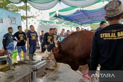 Pj Wali Kota Pangkalpinang: Presiden Prabowo dorong Babel intensifkan ternak sapi