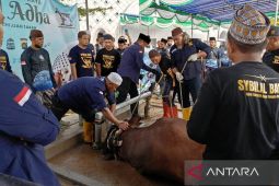 DPKP Babel pastikan daging hewan kurban sehat