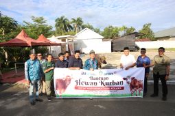 PT ANTAM salurkan 15 ekor sapi kurban ke Pomalaa dan Pemkab Kolaka
