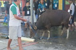 Daging kurban memperkuat toleransi di Biak