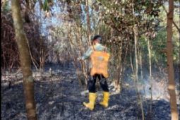 Dua kabupaten di Sumut dilanda karhutla