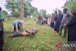 Ini jumlah hewan kurban yang di potong di Aceh Besar