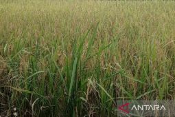DPKP Babel fokuskan peningkatan produksi padi petani Bangka Selatan