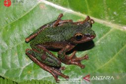 BRIN berhasil identifikasi spesies baru katak pohon endemik Sulawesi