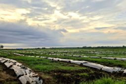 Gubernur Lampung optimalkan aplikasi KPB untuk dukung hilirisasi pertanian