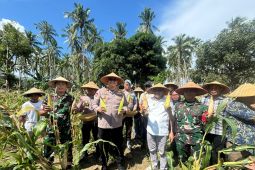 Dukung program ketahanan pangan, Polres Bursel panen raya jagung 500 Kg