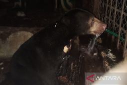 Korban jerat, BKSDA Jambi rawat  Beruang Madu