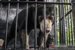 Beruang madu serang pekerja sawit di Kalimantan Tengah