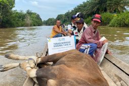 YBM PLN UIP KLB salurkan ratusan paket daging ke pedalaman Bengkayang