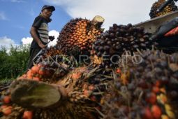 DPMPTSP Kalteng: Realisasi investasi triwulan I capai Rp7,16 triliun