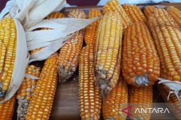 Bulog Bangka siap beli hasil panen jagung petani