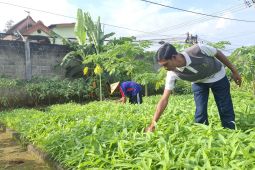 Lapas Kediri manfaatkan lahan untuk tanaman sayuran