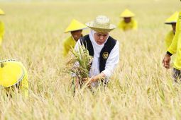 Produksi padi Jatim Januari-Juli 2025 tembus 8,78 juta ton GKP