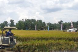 Korem 044 Gapo optimalisasikan lahan sawah ribuan hektare