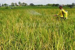 DPKP DIY menggencarkan kendali hama tikus dan wereng cegah gagal panen