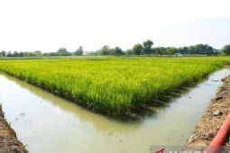 Pemprov Kaltim maksimalkan lahan rawa  untuk swasembada pangan