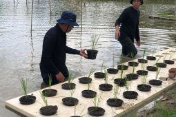 Dinas Pertanian Sumsel uji coba budi daya padi apung, gunakan lahan 9 hektare di JSC