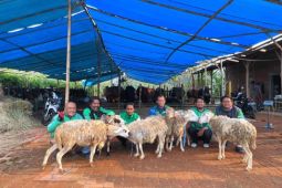 Ratusan ekor kambing dibagikan ke mitra pengemudi Grab