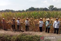 Kementan panen jagung di areal bukan lahan pertanian produktif di Bantul DIY