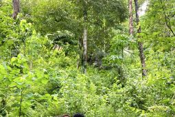 Satreskrim Polres Humbahas tahan tersangka perusak dan pencuri hasil hutan lindung Pakkat