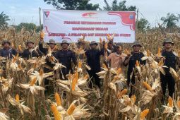 Brimob Polda Sumut panen 3,7 ton  jagung dukung ketahanan pangan