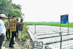 Produktivitas beras sehat di Lamongan capai 10 ton per hektare
