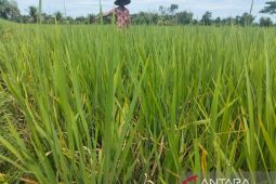 15 hektar sawah petani Abdya terancam gagal panen akibat padi mendadak mati