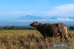 Periode 5-15 Juni, Gunung Raung erupsi sebanyak 49 kali