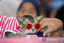 FOTO - Lomba kucing tampan dan cantik di Aceh