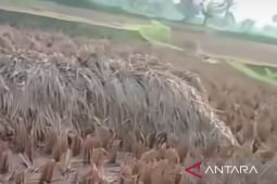 TPHPKP Cianjur catat panen padi petani 300 ribu ton per tahun