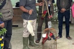 BKSDA Maluku amankan empat ekor satwa liar dilindungi dari warga