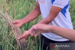 Pemkab Cianjur bersama Kementan membantu petani yang gagal panen