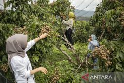 Agrowisata petik buah di Kabupaten Bandung Barat