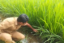 Pemkab atasi serangan hama wereng pada tanaman padi petani di Abdya