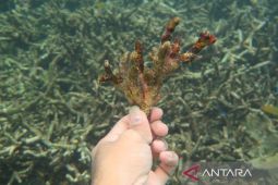 Sepuluh hektare terumbu karang di wisata Pasir Putih Situbondo rusak