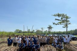SGN: Kebun tebu di Banyuwangi topang pencapaian swasembada gula