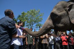 Mualem dukung upaya pencegahan konflik gajah pada lahan yang dihibah Presiden