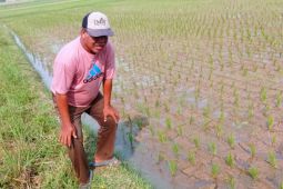 Dukung ketahanan pangan, Pemkab Lebak sediakan benih dan pupuk