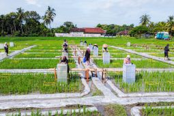 Banyuwangi jadi yang pertama kembangkan ekosistem beras biofortifikasi