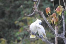 Kamera jebak dipasang di Pulau Moyo untuk pantau kakatua kecil jambul kuning