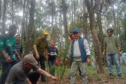 Gubernur Jambi dorong kawasan hutan pinus jadi lokasi wisata edukasi