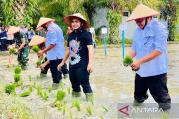 Pemkab Nagan Raya mulai terima bantuan benih padi untuk 829 Ha sawah petani